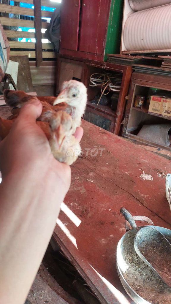 Gà tre Vàng bông trống mái 3 tháng tuổi. Mua bán Gà tại Quận 8 Tp Hồ Chí Minh được đăng bởi Anh Khang hình 1