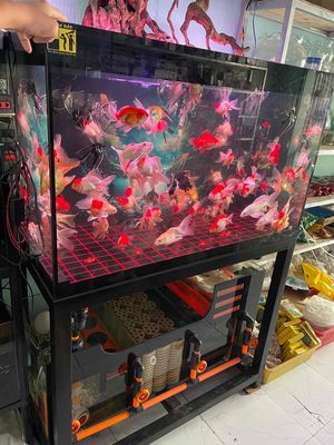 Oranda , Hạc Đỉnh hồng. Mua bán Thú cưng khác tại Quận Bình Tân Tp Hồ Chí Minh được đăng bởi Cá Cảnh Chim Cảnh Thành Công