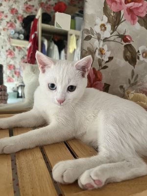 Cặp mèo anh lông ngắn Q8 đực trắng và cái tam thể