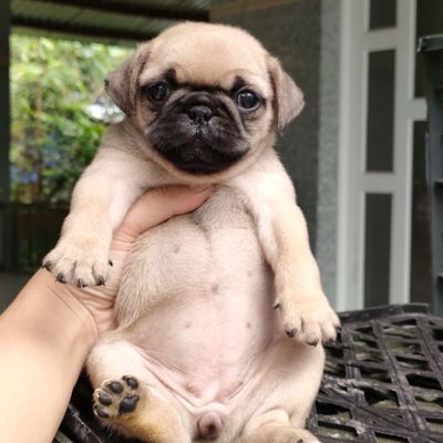 Pug mặt xệ tìm nhà mới. Mua bán Chó tại Huyện Giồng Trôm Bến Tre được đăng bởi Thi