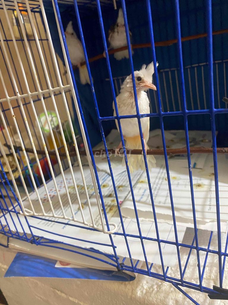 Chim chào mào bạch. Mua bán Chim tại Quận Ngũ Hành Sơn Đà Nẵng được đăng bởi Tuan Anh Bui hình 1