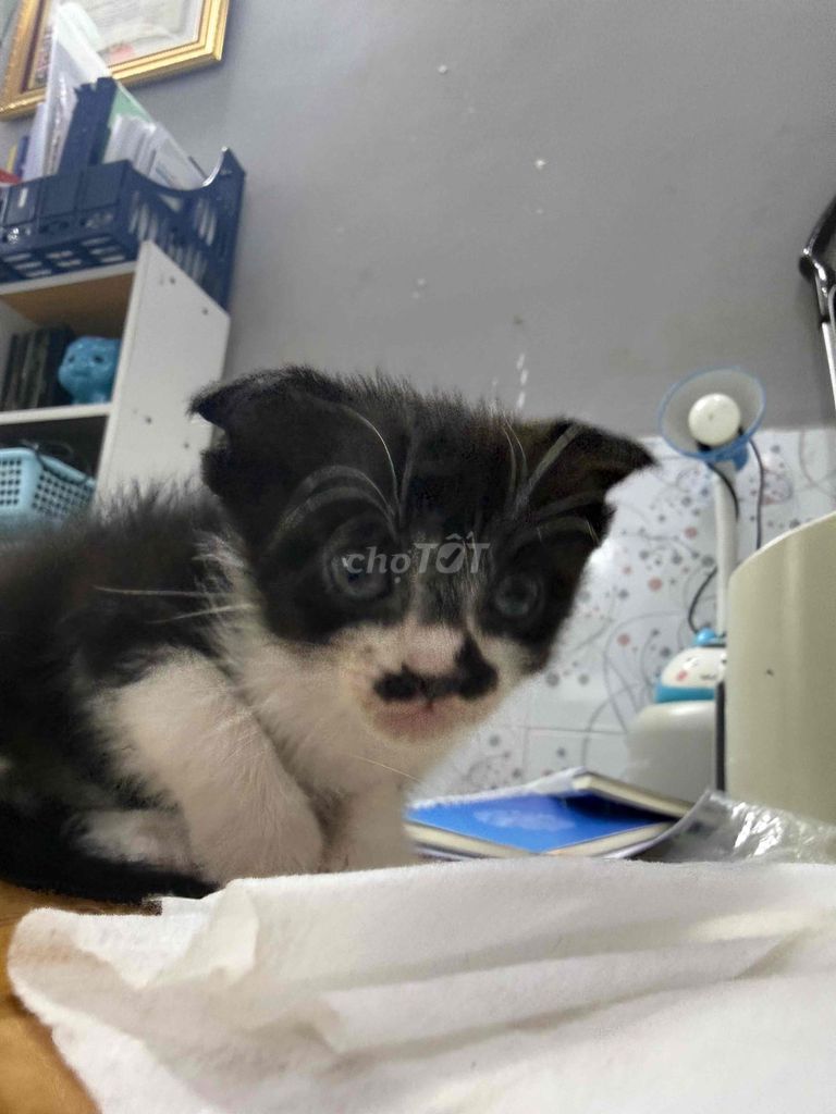 Mèo Tuxedo tai cụp- đực - Có Fix sâu 500K - Quận 8. Mua bán Mèo tại Quận 8 Tp Hồ Chí Minh được đăng bởi Võ Thị Kim Thy hình 1