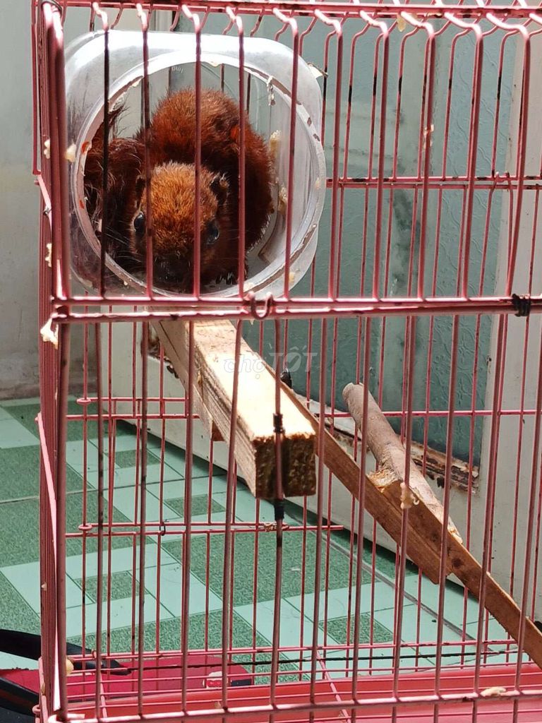 sóc đỏ campuchia. Mua bán Thú cưng khác tại Huyện Nhà Bè Tp Hồ Chí Minh được đăng bởi Nguyễn Đức Minh hình 1