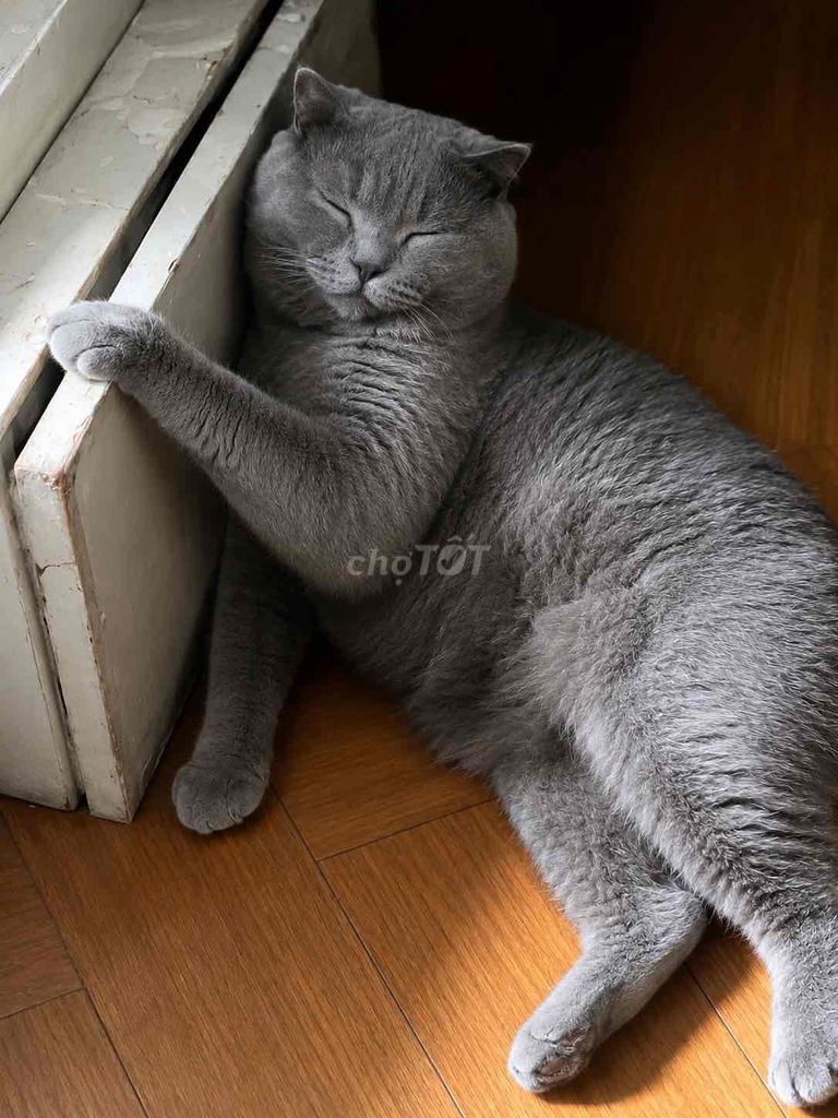 Mèo Scottish Fold Đực Xám xanh Dưới 1 tuổi. Mua bán Mèo tại Quận Hoàng Mai Hà Nội được đăng bởi Phạm Thảo Ngọc  hình 1