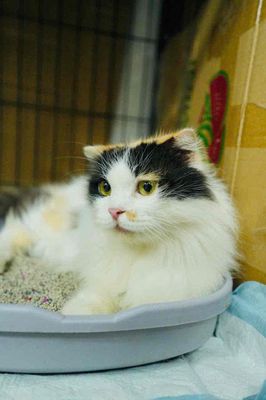 Mèo Tam thể lông dài 1 tuổi