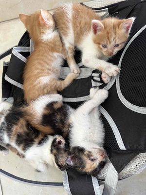 Mèo thần tài mèo Anh lai Lilac 3 tháng tuổi. Mua bán Mèo tại Quận Long Biên Hà Nội được đăng bởi Mai Anh Mèo