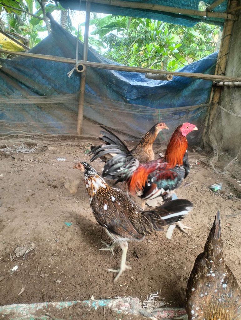 Gà chọi trống 1.3kg đỏ đen 9 tháng. Mua bán Gà tại Huyện Châu Thành Hậu Giang được đăng bởi Mai Thừa Vlog hình 1