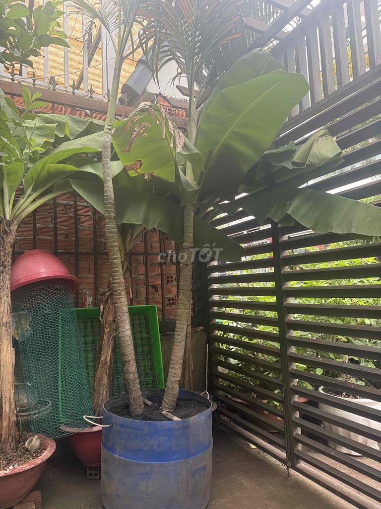 dọn nhà bán cây cau 2 thân và 3 cây chuối kiểng.. Mua bán Cây cảnh, đồ trang trí tại Quận Tân Phú Tp Hồ Chí Minh được đăng bởi THANH QUAN hình 1