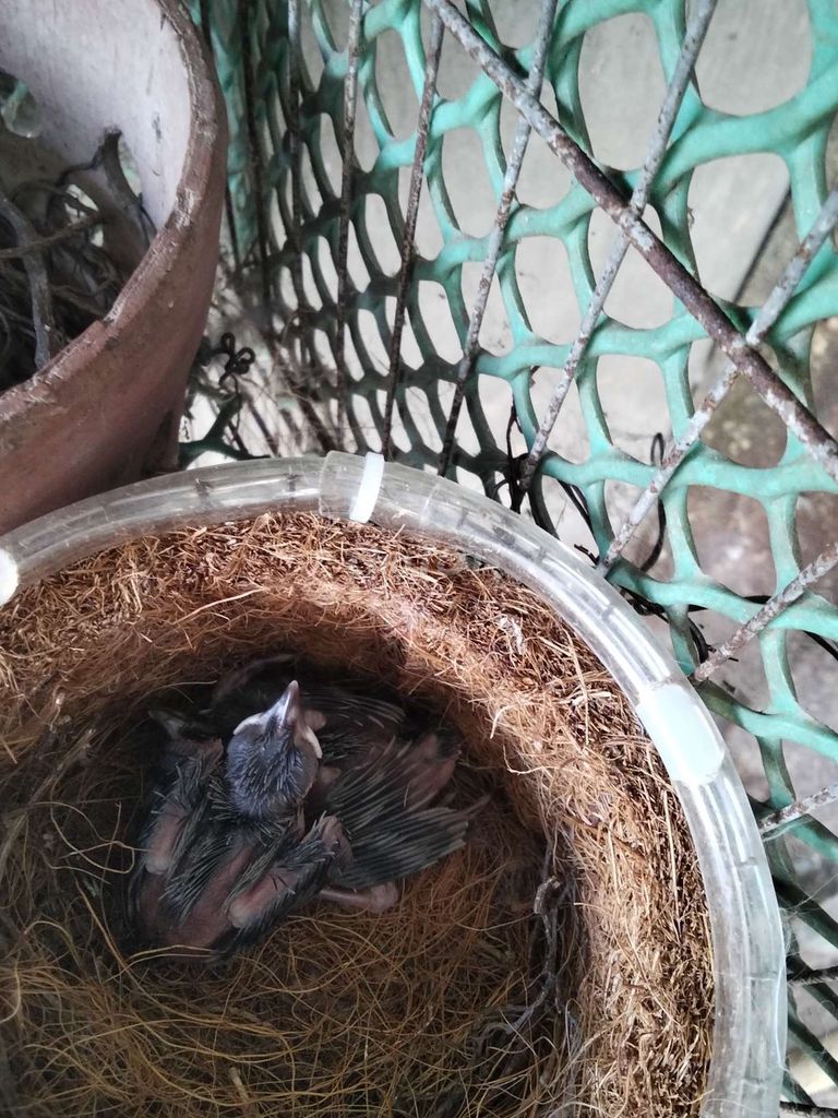 Chim cu Nâu trắng Một cặp. Mua bán Chim tại Quận Bình Thuỷ Cần Thơ được đăng bởi Thanh Hòa sửa xe hình 1