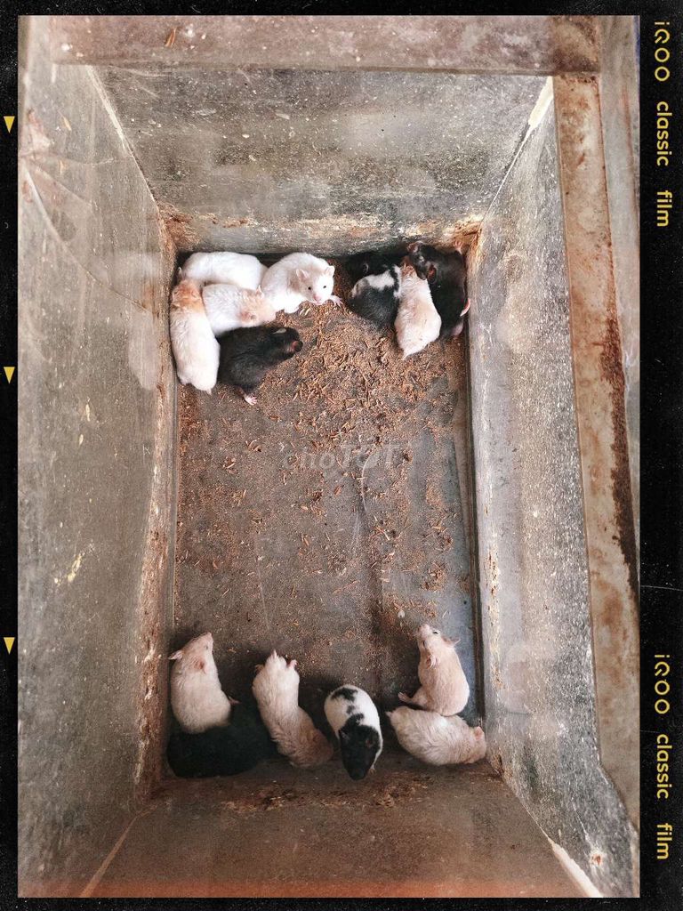 Chuột Hamster đực. Mua bán Thú cưng khác tại Quận Bình Tân Tp Hồ Chí Minh được đăng bởi Peinly hình 1