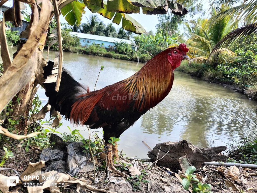 Gà nòi 3kg Điều Đực. Mua bán Gà tại Huyện Thạnh Trị Sóc Trăng được đăng bởi Luan Vo hình 1