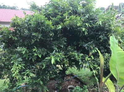 Bán đất Mặt Tiền Phan Chu Trinh. Mua bán đất tại Thành phố Long Khánh Đồng Nai được đăng bởi Nguyễn Huy Hùng
