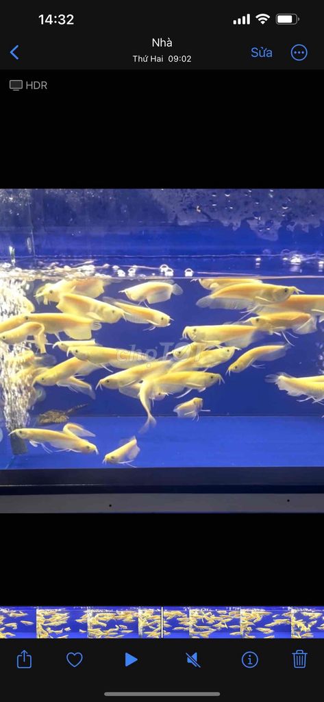 ngân long abn U8-12. Mua bán Thú cưng khác tại Thị xã Tân Uyên Bình Dương được đăng bởi Tuấn hình 1