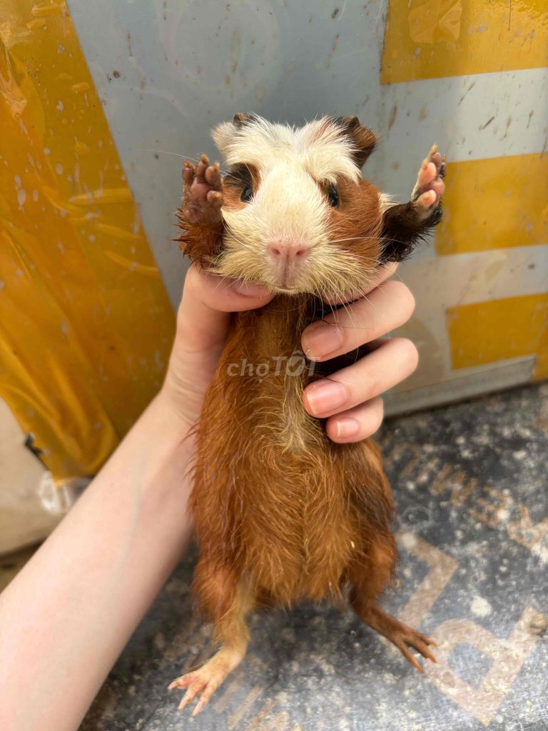 Chuột lang Cerested nhiều màu. Mua bán Thú cưng khác tại Huyện Thanh Trì Hà Nội được đăng bởi Như Ý hình 1