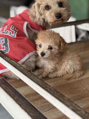 Chó Poodle cái dưới 3 tháng