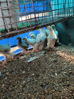 Cần bán gà Brahma. Mua bán Gà tại Quận 8 Tp Hồ Chí Minh được đăng bởi  Duy Khang nguyen