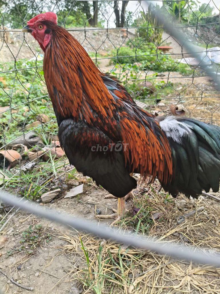 Gà trống Vảy rồng Đỏ đen Khỏe mạnh. Mua bán Gà tại Huyện Thoại Sơn An Giang được đăng bởi A Thât Tha hình 1