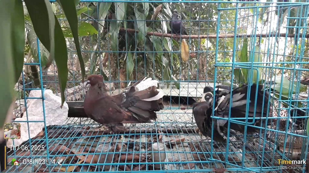 Cặp xòe ẤN - Đúng XY - TƠ. Mua bán Chim tại Huyện Bắc Tân Uyên Bình Dương được đăng bởi SEE TINH Pigeons v SEE TÌNH Bồ Câu Kiểng hình 3