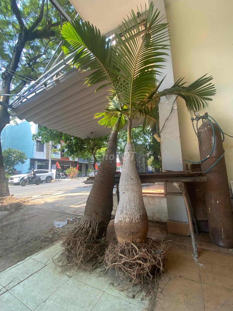 Cây cảnh Cau sambanh. Mua bán Cây cảnh, đồ trang trí tại Quận Ngũ Hành Sơn Đà Nẵng được đăng bởi Thanh hình 1