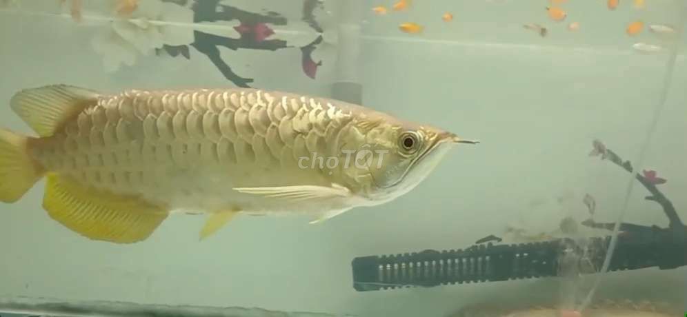 Cá cảnh Kim Long Quá Bối U45+ Vàng. Mua bán Thú cưng khác tại Quận 12 Tp Hồ Chí Minh được đăng bởi chiến  hình 1