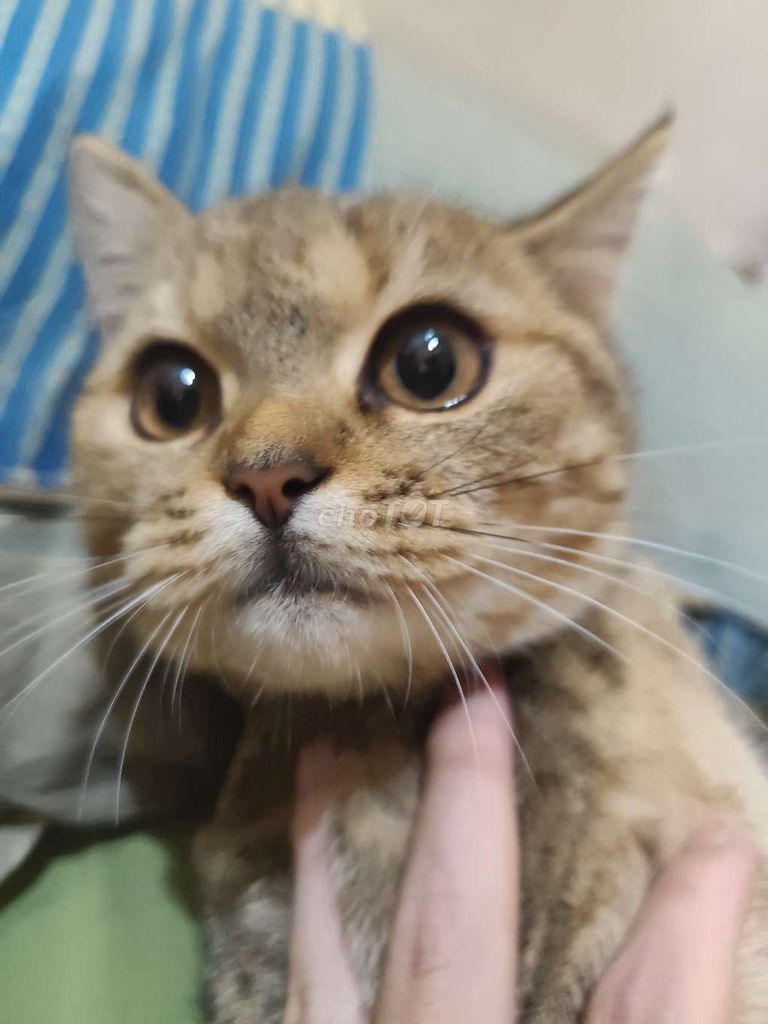 Mèo Golden Tabby 2.5 tháng đã xổ giun. Mua bán Mèo tại Quận Phú Nhuận Tp Hồ Chí Minh được đăng bởi thịnh hình 1