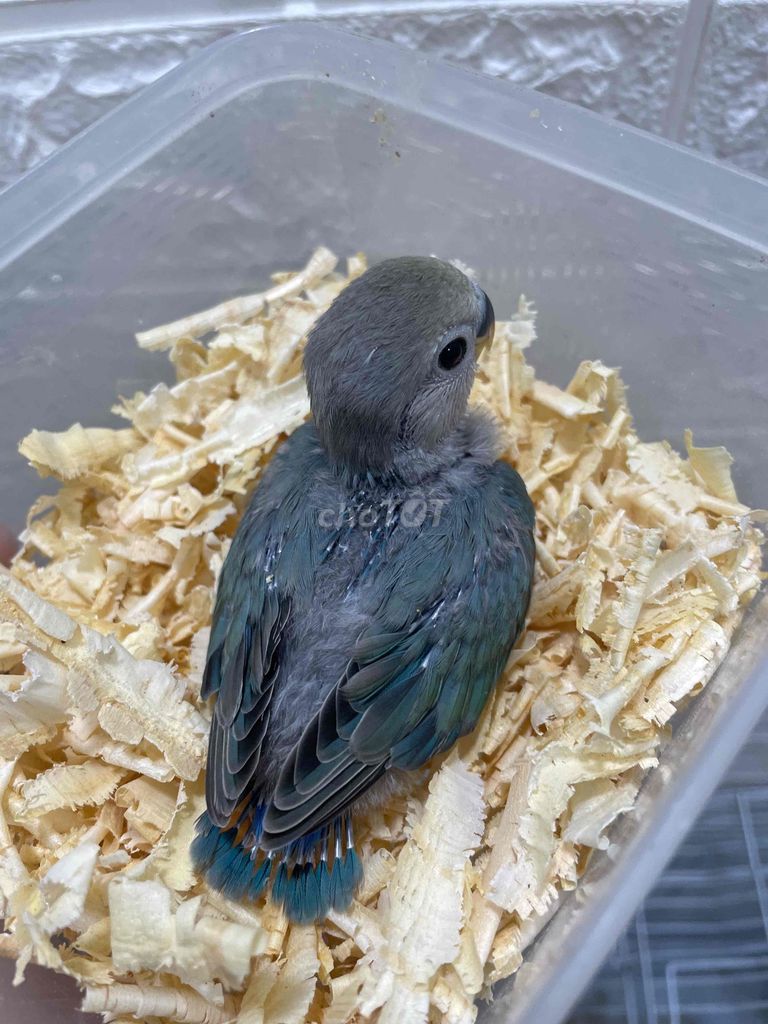 Vẹt Love Bird Xám xanh. Mua bán Chim tại Quận Ninh Kiều Cần Thơ được đăng bởi Nguyễn Văn Dinh hình 1