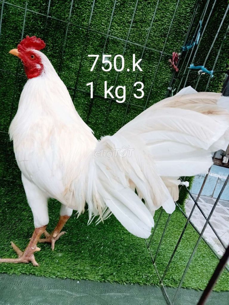 Ae ai hợp lh mình nha ae gà zin 1 kg 3