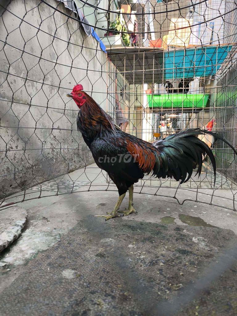 Que nồi tơ chạng 2kg3 zin 100%. Mua bán Gà tại Quận 12 Tp Hồ Chí Minh được đăng bởi NHIỀU CHUYÊN GÀ TUYỂN hình 1