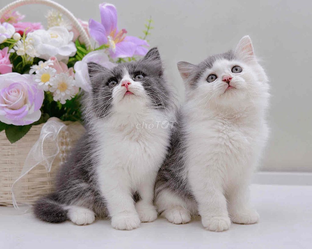 3 bé mèo đã tiêm. Mua bán Mèo tại Huyện Hoài Đức Hà Nội được đăng bởi Mei Mei hình 1