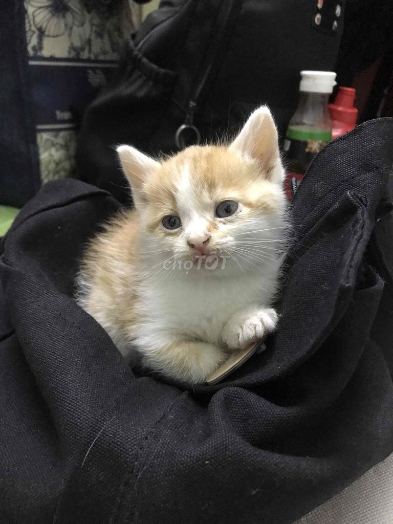 Mèo lai Anh lông dài cái. Mua bán Mèo tại Quận Hai Bà Trưng Hà Nội được đăng bởi anh thư hình 1