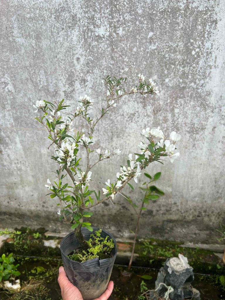 Cây cảnh Linh sam Trắng. Mua bán Cây cảnh, đồ trang trí tại Quận Cái Răng Cần Thơ được đăng bởi Cây Cảnh Giá Rẻ hình 1