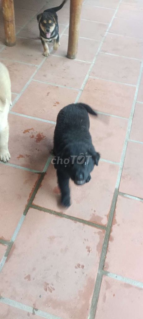 Chó Labrador lai 2 tháng Đen, vàng, đen-nâu. Mua bán Chó tại Huyện Nghi Xuân Hà Tĩnh được đăng bởi Nguyễn thoa hình 1
