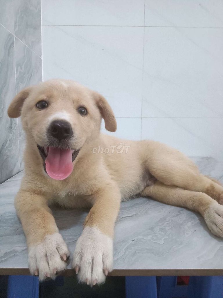 Chó Golden đực vàng mơ to ú thông minh. Mua bán Chó tại Quận 6 Tp Hồ Chí Minh được đăng bởi Tăng Chí Lương  hình 1
