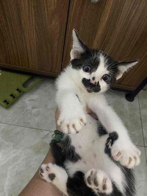 Mèo lai tìm nhà mới. Mua bán Mèo tại Huyện Hoài Đức Hà Nội được đăng bởi Nhung