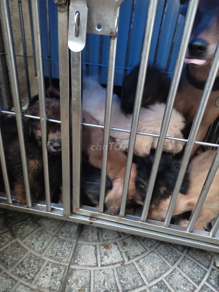 Chó Phốc hươu lai Poodle. Mua bán Chó tại Quận Sơn Trà Đà Nẵng được đăng bởi xuân đào hoàng hình 1