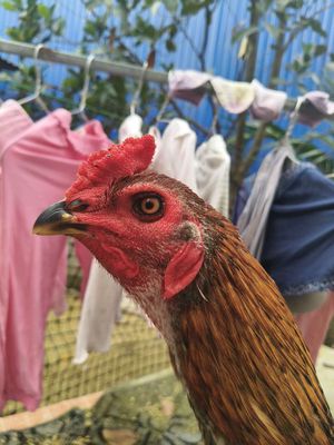 Xây nhà ko có chỗ nuôi Gà chưa mở mỏ. Mua bán Gà tại Huyện Thạch Thất Hà Nội được đăng bởi Quang Thịnh