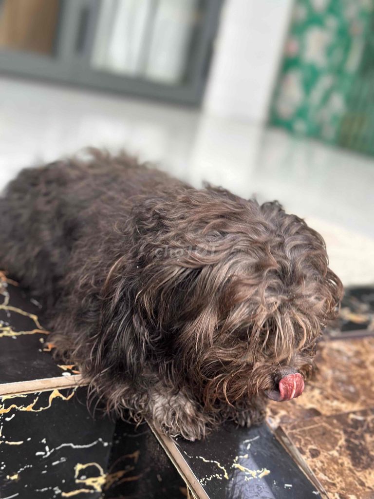 Chó Poodle nâu đen vui vẻ, cọc, hung dữ. Mua bán Chó tại Huyện Cao Lãnh Đồng Tháp được đăng bởi Phan Trung Mẫn hình 1