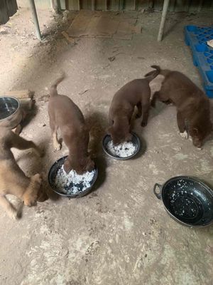 mình cần bán đàn chó bắc hà2tháng tuổi. Mua bán Chó tại Huyện Thanh Trì Hà Nội được đăng bởi Bùi Loan