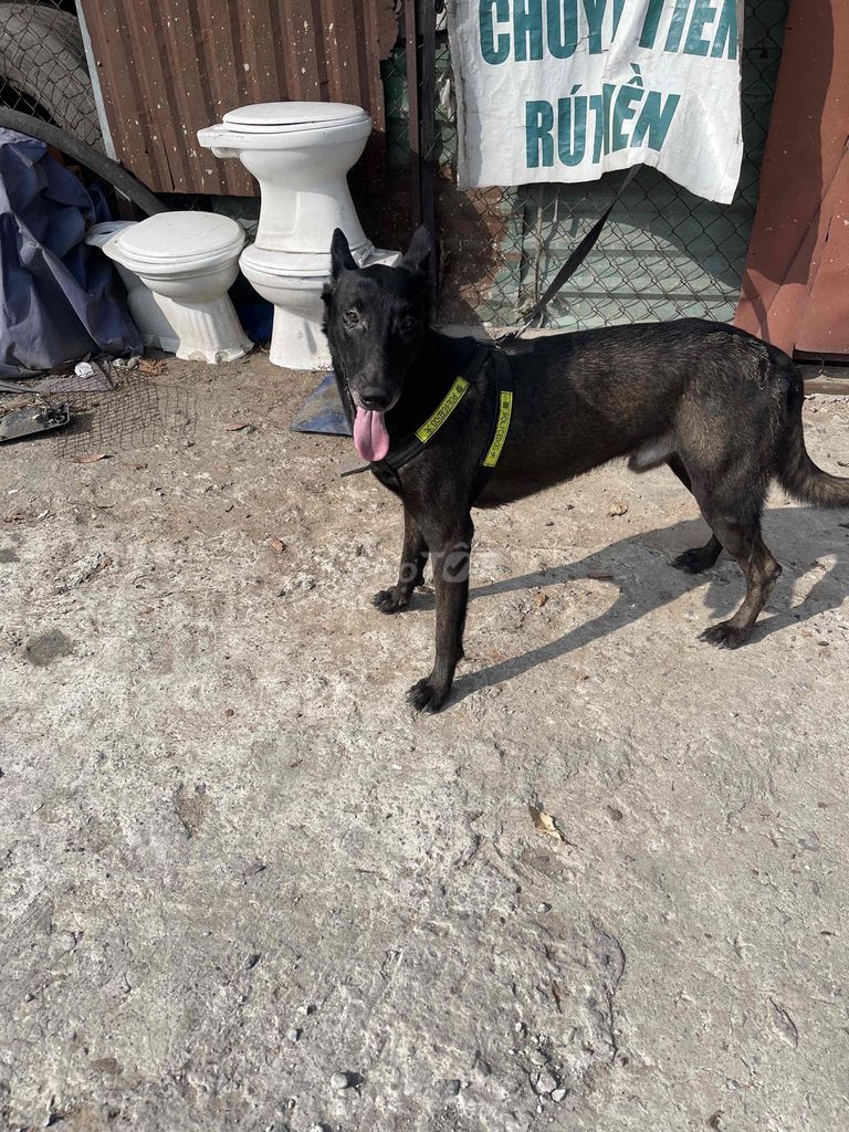 Chó Béc Bỉ Đen 40kg. Mua bán Chó tại Thành phố Thuận An Bình Dương được đăng bởi Tiến hình 1