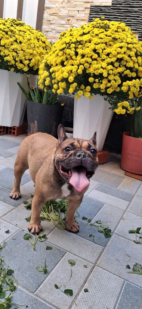 Bull pháp cái 3 năm tuổi. Mua bán Chó tại Thành phố Bến Tre Bến Tre được đăng bởi Nguyễn Ngọc Thuấn hình 1