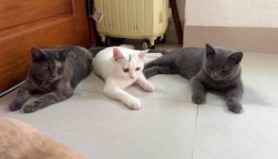 MÈO ALN NHÀ ĐẺ CẦN TÌM CHỦ YÊU THƯƠNG. Mua bán Mèo tại Quận Hải Châu Đà Nẵng được đăng bởi Trương Minh Huy