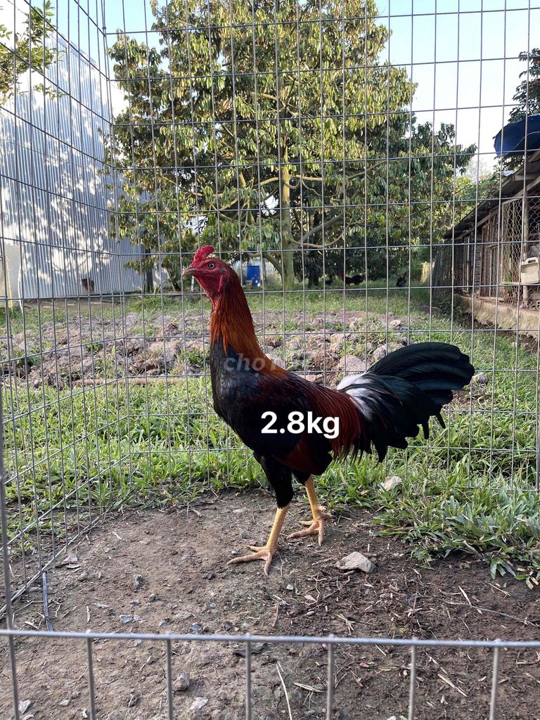 Gà chọi 2.8kg 2x có clip đá. Mua bán Gà tại Huyện Phong Điền Cần Thơ được đăng bởi vinh hình 1
