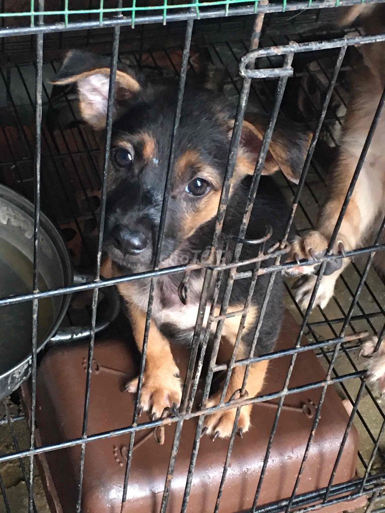 Chó cỏ đen vàng đã tiêm. Mua bán Chó tại Huyện Trảng Bom Đồng Nai được đăng bởi Thaohro Nguyen hình 1