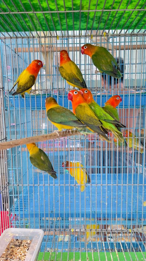 Vẹt lovebird từ 6.0..0k