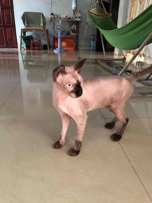 mèo ai cập