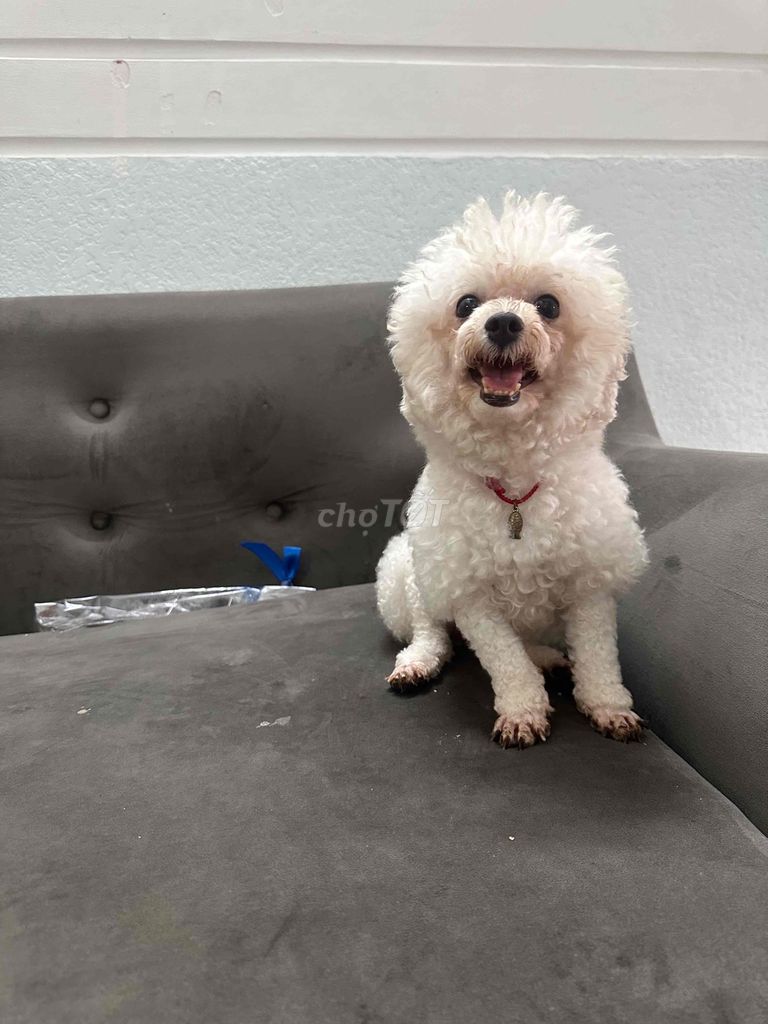 Chó Poodle Tiny cái tơ 2kg2. Mua bán Chó tại Thành phố Thủ Đức Tp Hồ Chí Minh được đăng bởi BÁN THÚ CƯNG KHÔNG ĐĂNG ẢNH LỪA ĐẢO  hình 1