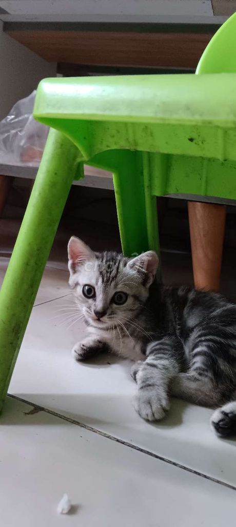 Mèo Anh lông ngắn con màu xám sọc. Mua bán Mèo tại Quận Gò Vấp Tp Hồ Chí Minh được đăng bởi Vu Nguyên hình 3