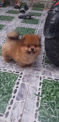 Nghỉ hè về quê cần nhượng lại 2 bé cún pom. Mua bán Chó tại Thành phố Biên Hòa Đồng Nai được đăng bởi MINH THƯ