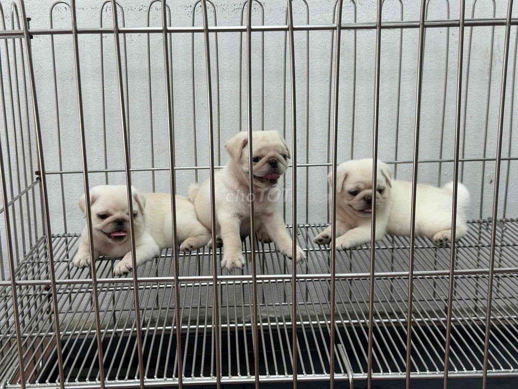 Chó Pug Trắng 2 tháng đã tiêm phòng. Mua bán Chó tại Thành phố Bến Tre Bến Tre được đăng bởi Thảo hình 1