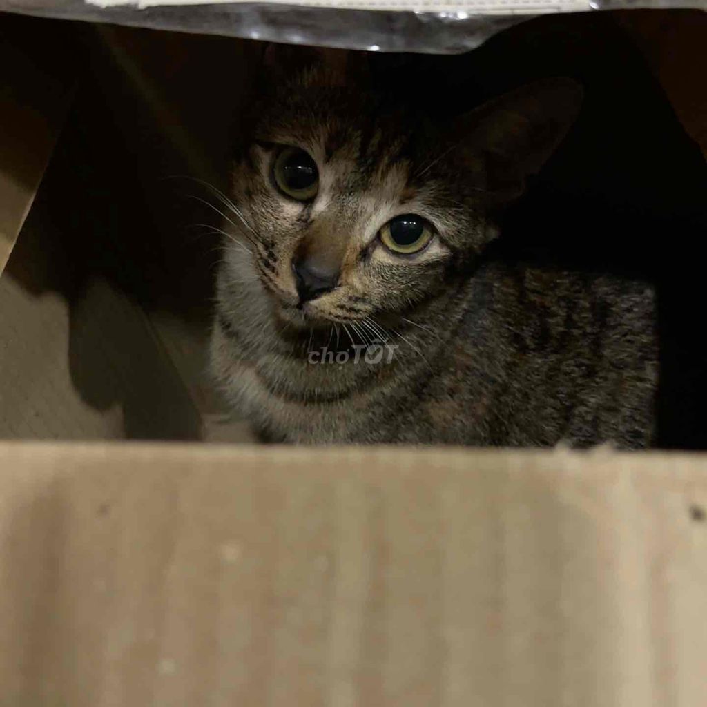 Mèo Vằn 7 tháng đã tiêm 2 mũi. Mua bán Mèo tại Quận 6 Tp Hồ Chí Minh được đăng bởi Vân Nguyễn hình 1